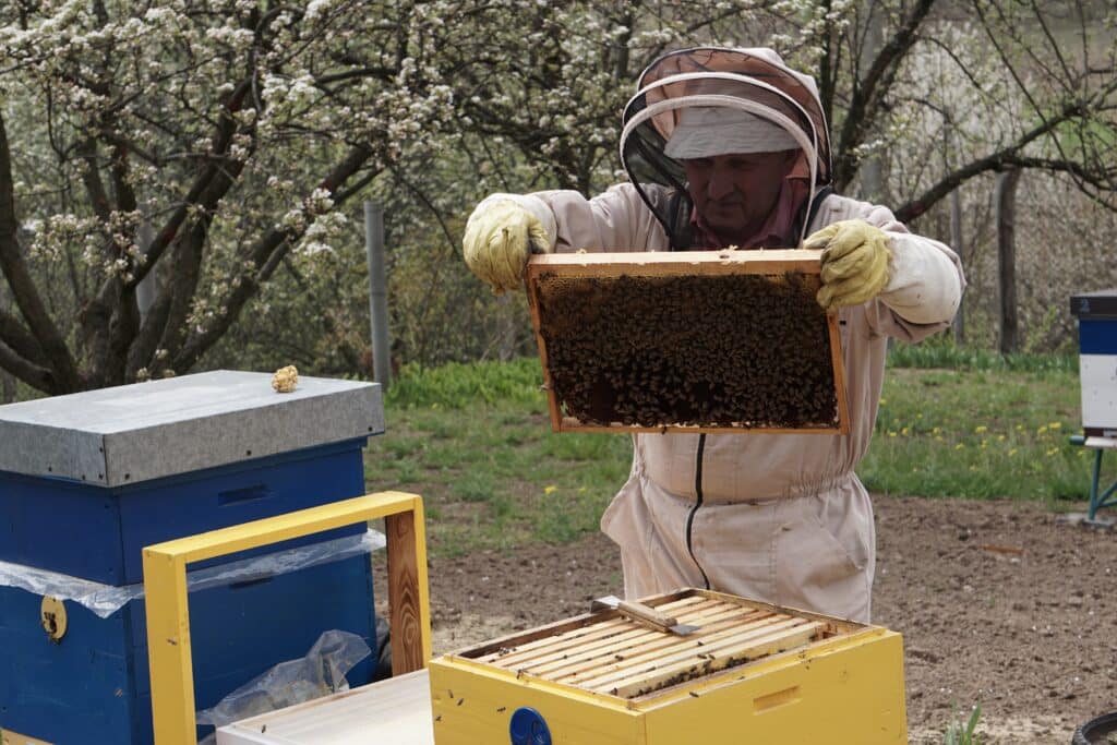 Beekeeping .Beekeeper Opening Beehive