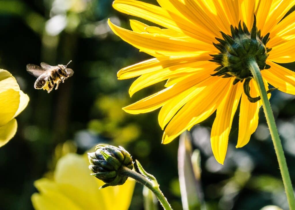 Bees hovering around yellow flower