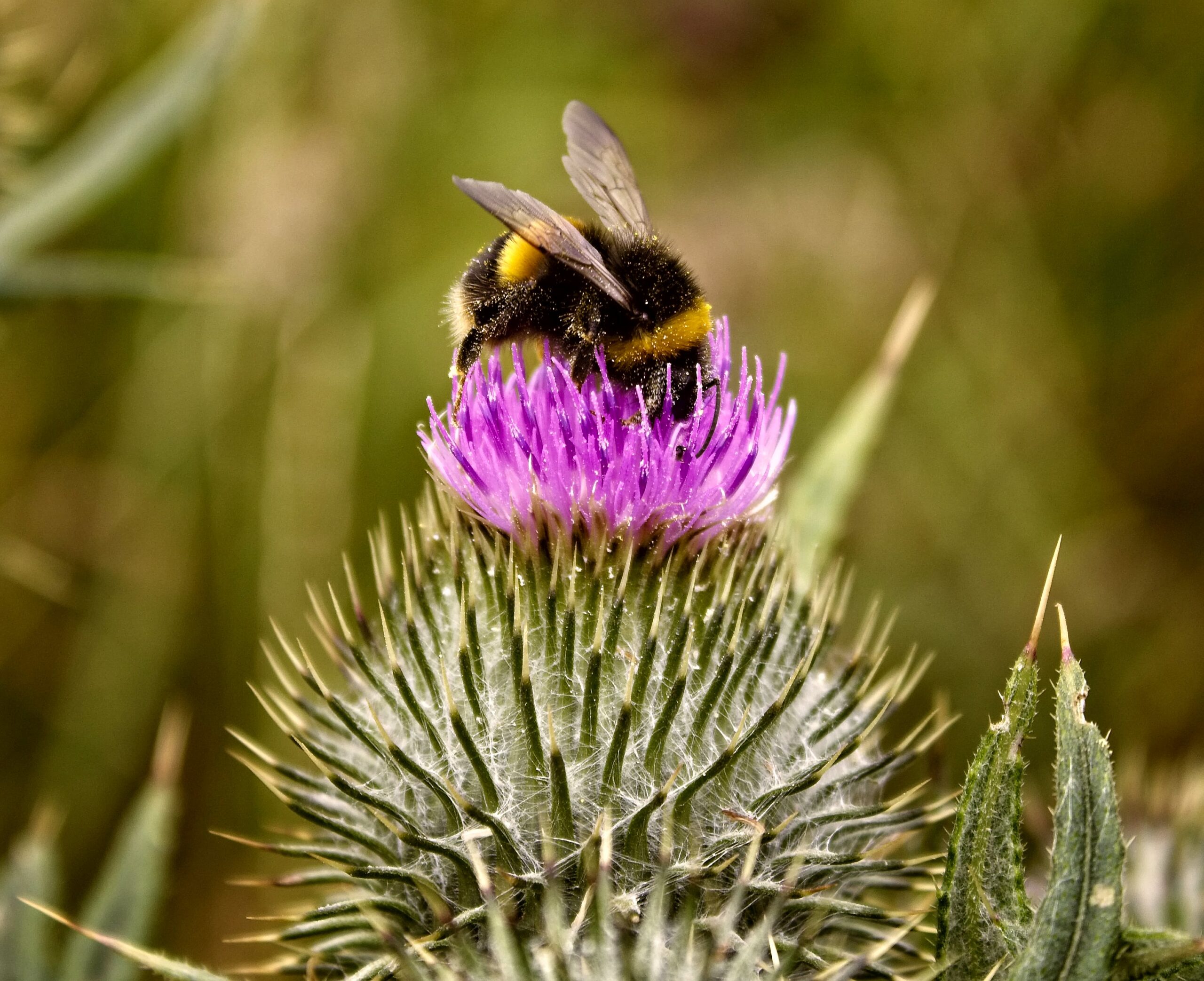 Beekeeping Bee on purple flower