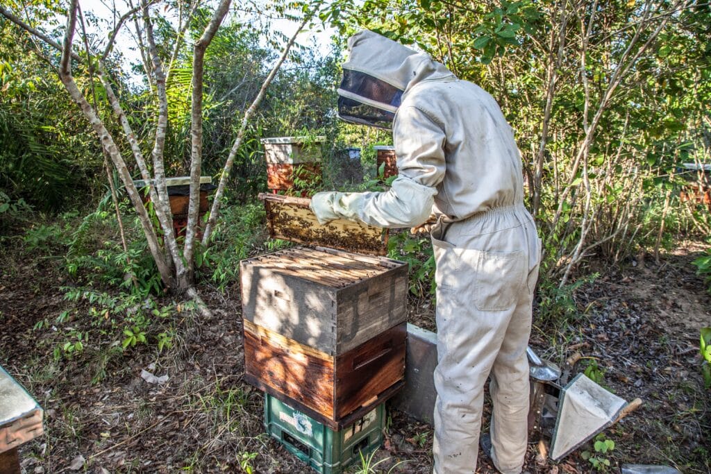 Beekeeping Beekeeper Examining Beehive